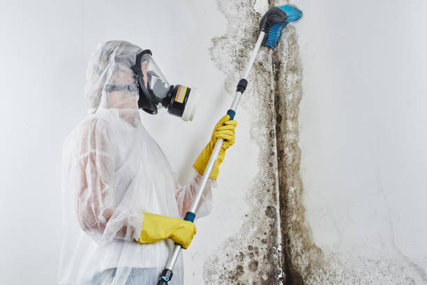 Best Basement Mold Remediation in Lakemont, PA