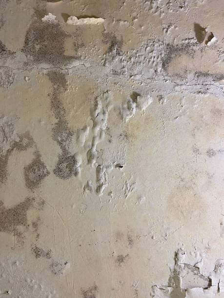 Best Crawl Space Mold Remediation in Lakemont, PA